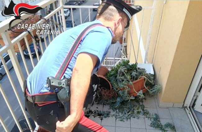 Pretende soldi dalla madre e per “dispetto” distrugge tutte le piante in balcone: arrestato 28enne