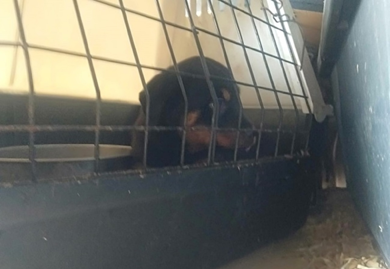 Cuccioli di rottweiler rinchiusi in casse di legno senza acqua e luce: il salvataggio dell’Oipa nel Catanese