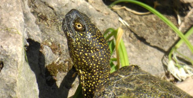 Scoperto mercato illegale di fauna selvatica a Palermo