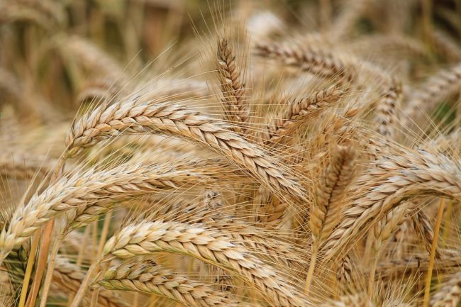 Siccità, in Sicilia cala del 60% la produzione di grano duro e dell’80% quella di foraggio