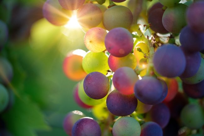 Vendemmia 2024 in anticipo, colpa del caldo e della siccità