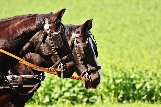 Palermo, aree di ristoro idrico per i cavalli che trainano le carrozze e l’ordinanza per il loro benessere