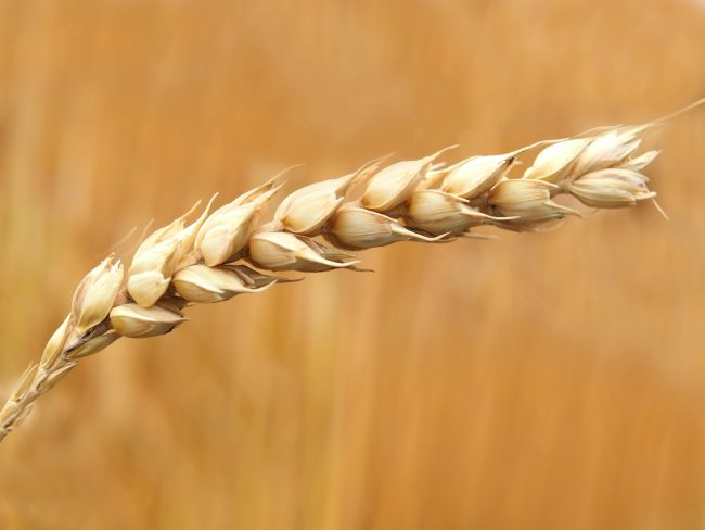 Tamajo incontra le imprese cerealicole