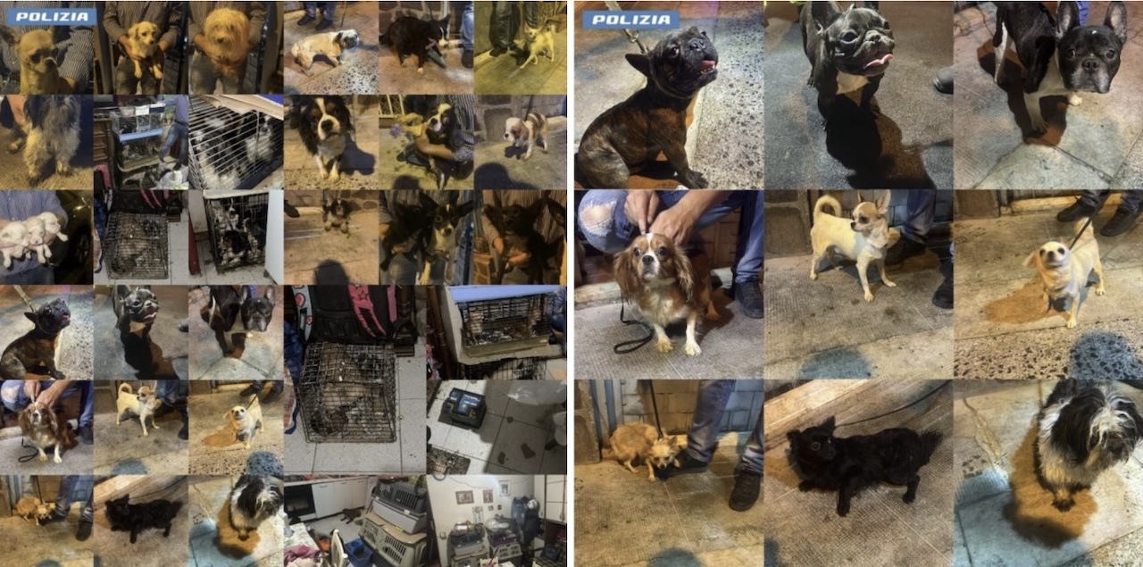 Scoperto canile abusivo nel Palermitano: cani legati con catene e rinchiusi in gabbiette per uccelli