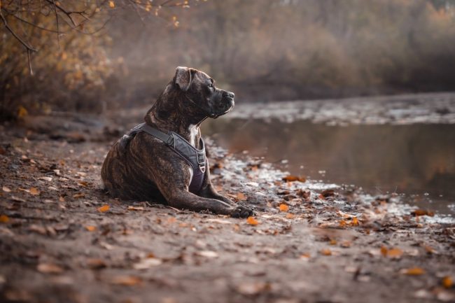 Pitbull ucciso a coltellate al Foro italico di Palermo
