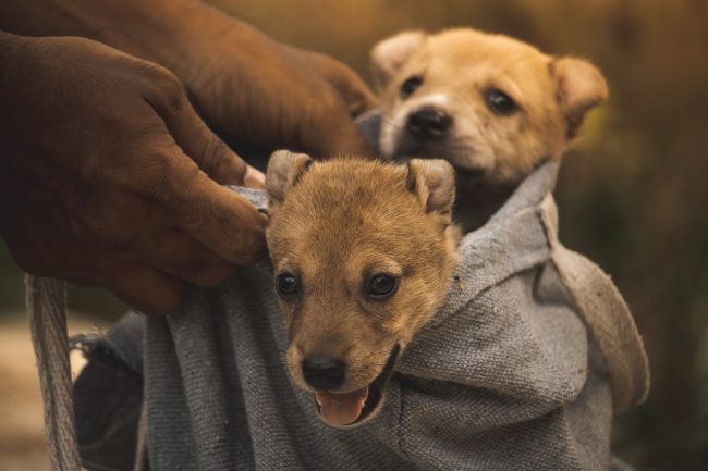 L’abbandono degli animali: una piaga estiva che non accenna a diminuire