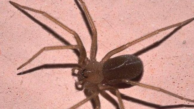 Ragno violino, perché il suo morso può essere fatale e l’importanza della prevenzione