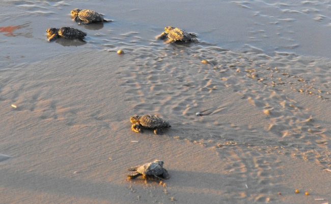 Nate in Sicilia le prime tartarughe Caretta caretta del 2024