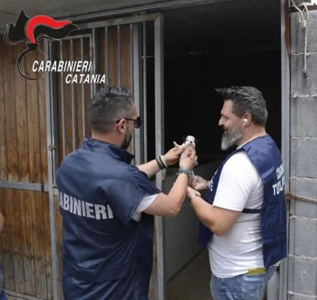 A Catania animali maltrattati e in pessime condizioni, nei guai padre e figlia
