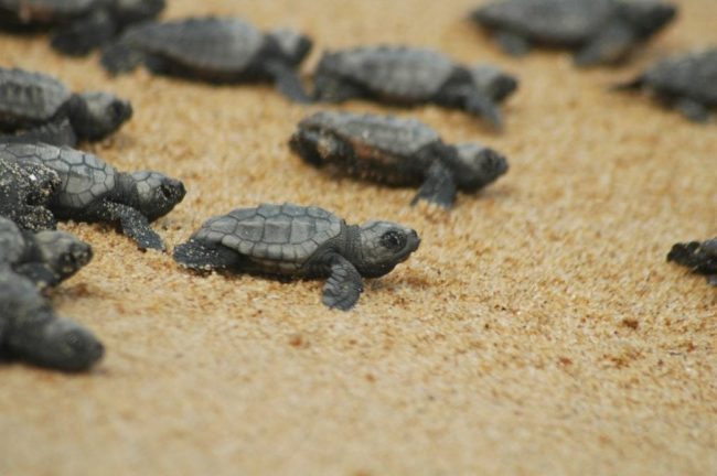 Miracolo della natura a Trappeto: tartaruga Caretta Caretta depone le uova sulle coste Palermitane