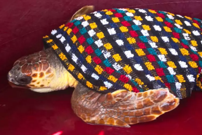 Tartaruga Caretta Caretta in pericolo salvata da due diportisti nel Trapanese