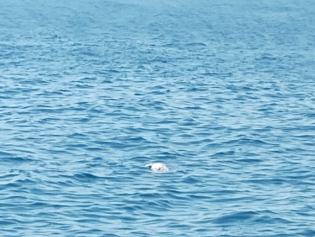 Carcassa di tartaruga marina nelle acque del Lungomare di Catania