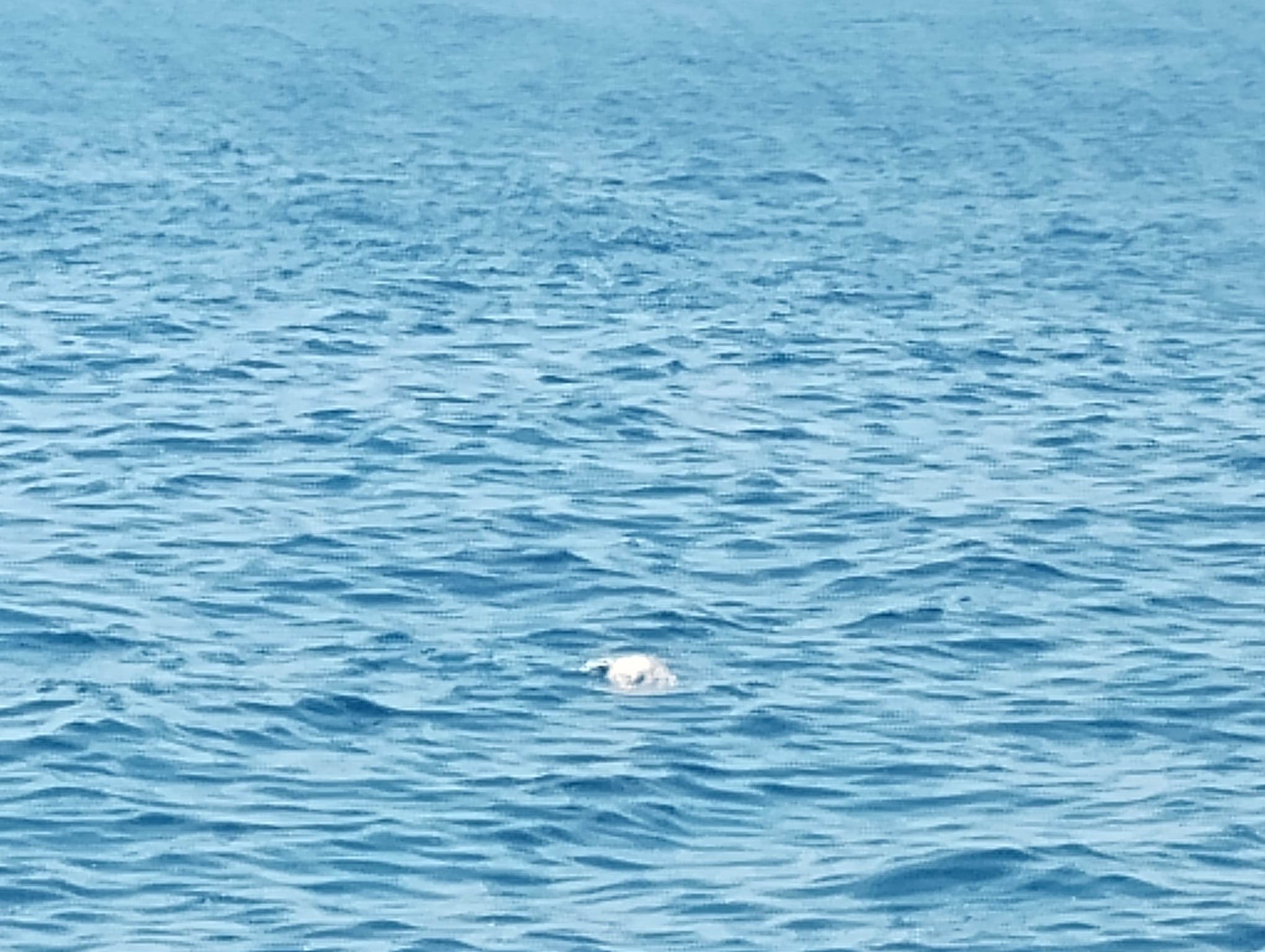 Carcassa di tartaruga marina nelle acque del Lungomare di Catania