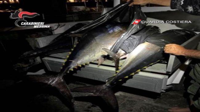 Panarea, sequestrati 200 chili di tonno pescato illegalmente: nei guai un pescatore e un residente