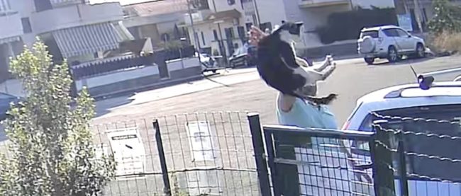 Abbandona 2 gatti in una colonia lanciandoli dalla recinzione – VIDEO