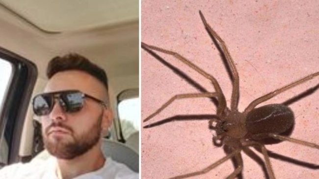 Il ragno violino colpisce ancora, morto il 23enne Giuseppe Russo