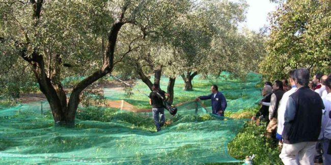 Siccità in Sicilia, possibile aumento del prezzo dell’olio a causa del calo di produzione