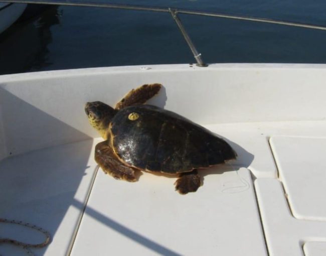 Siracusa, ritrovati due esemplari di tartarughe marine della specie “Caretta-Caretta”