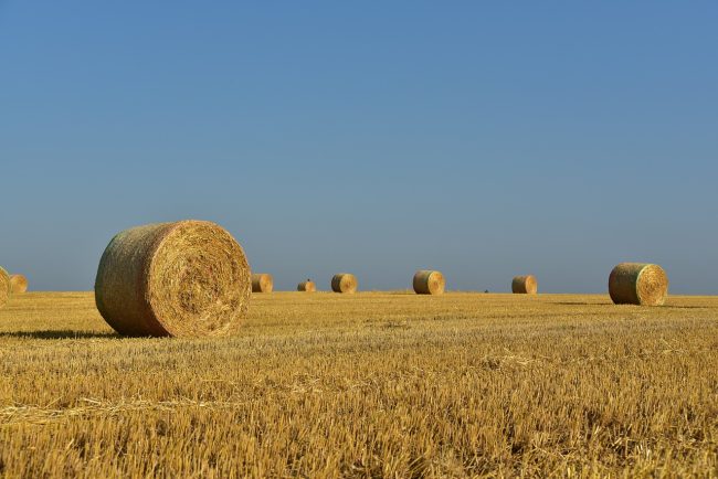 Bonus fieno in Sicilia, da oggi la distribuzione agli allevatori