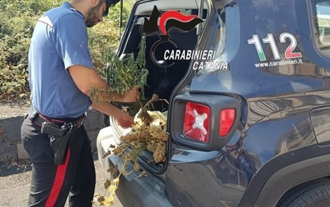 Coltivava piante di cannabis in un terreno nel Catanese: denunciato 44enne