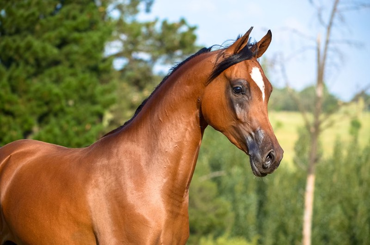 Il caldo stende un cavallo a Palermo, necessario l’intervento delle Autorità