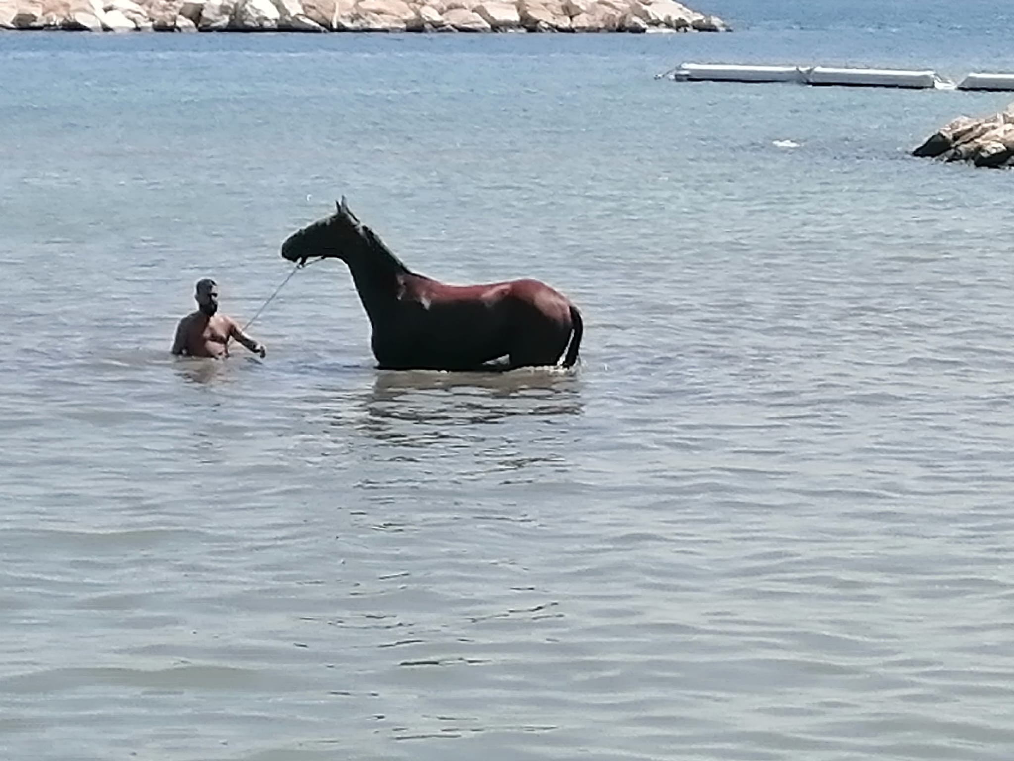 Cavallo “a mollo” nelle acque del molo Sant’Erasmo: “Solo a Palermo…”