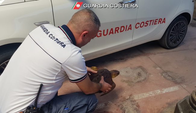 Tartarughina Caretta-caretta salvata da morte certa a Siracusa