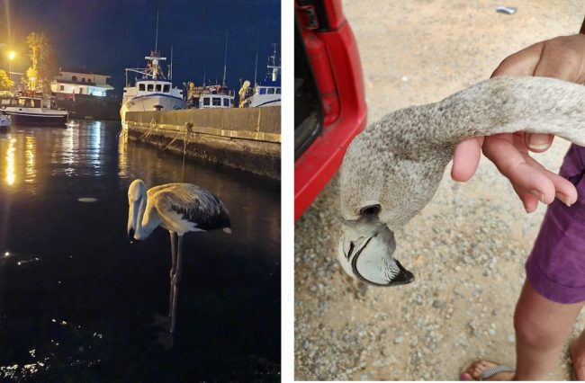 Fenicottero recuperato a Stazzo