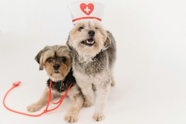 L’Università di Palermo ha il suo Corso di laurea in Medicina Veterinaria