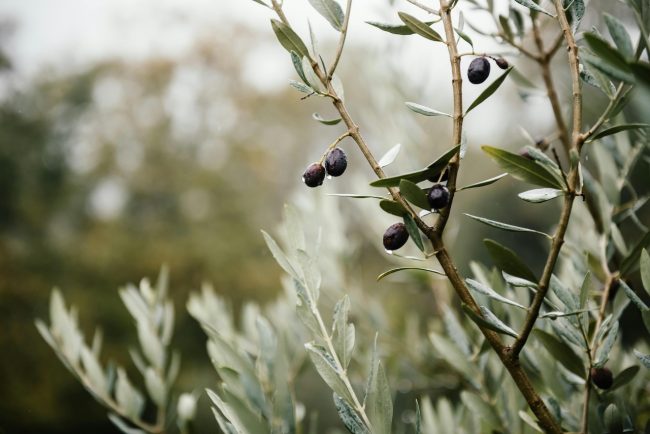Olivicoltura, crolla del 60% la produzione. Cia Sicilia Orientale: “Urge un Piano”