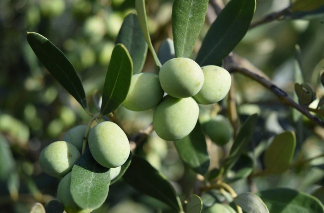 Menfi, dal vino all’olio per spingere turismo e mercato