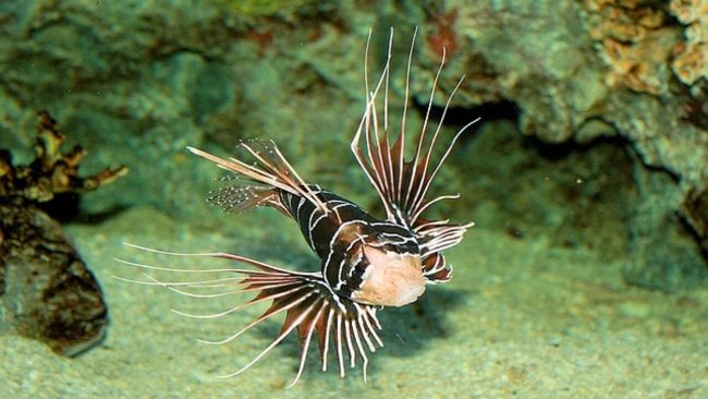 Altre quattro specie di pesci alieni scoperti nei mari siciliani