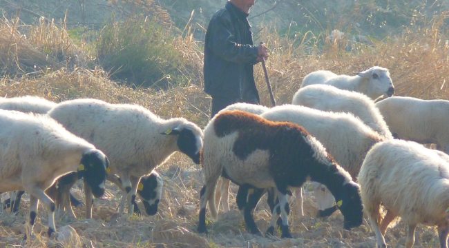 Pastore entra con le pecore in un terreno privato, colpisce alla testa il proprietario e lui gli spara