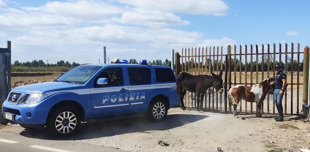 Ritrovati un'asina e un pony dalla polizia