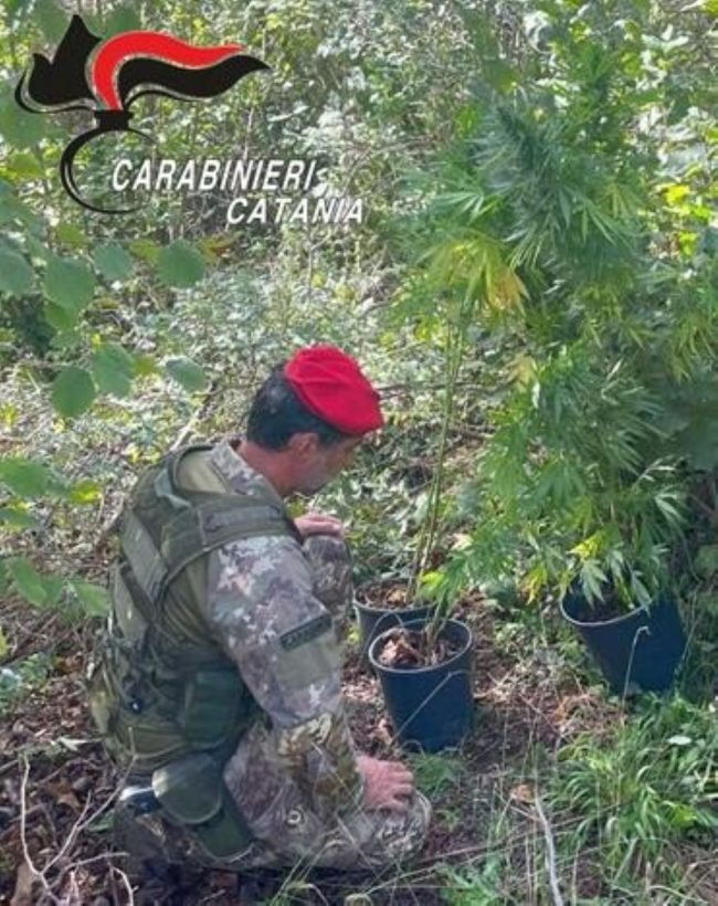 Scoperta piantagione di marijuana nel territorio di Castiglione di Sicilia