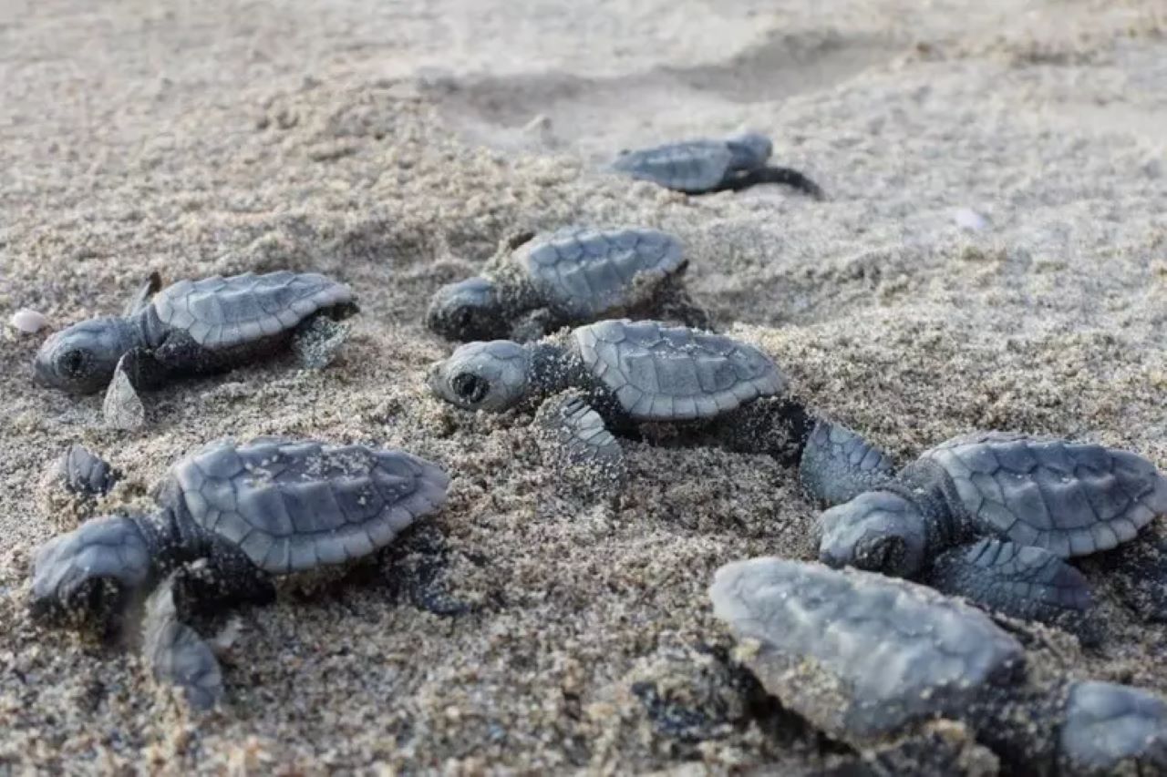 In Sicilia il numero più alto di nidi di tartarughe “Caretta caretta”