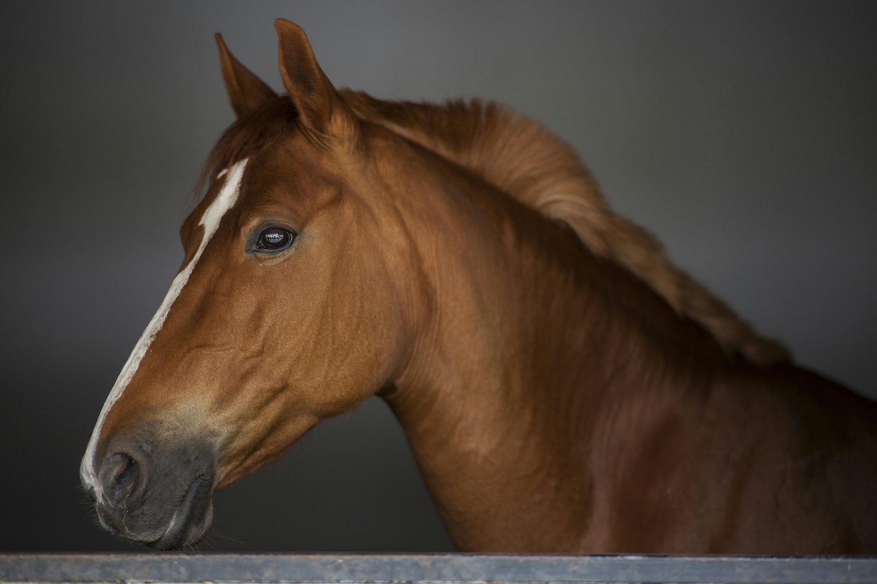 Panico nel Ragusano per un cavallo imbizzarrito in strada: auto danneggiate