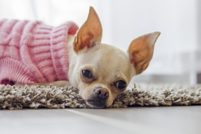 Palermo, finge di trovare un chihuahua ferito e lo porta al Canile per farlo operare gratis: in realtà è il suo