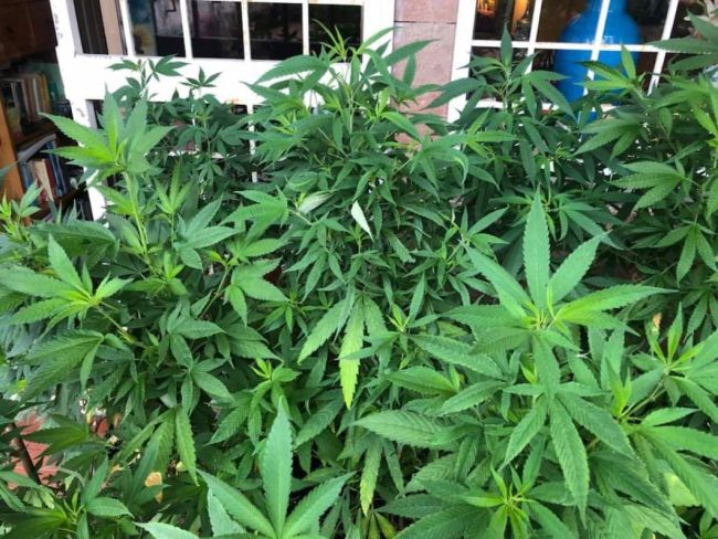Bagheria, sorpreso a coltivare marijuana: arrestato 43enne