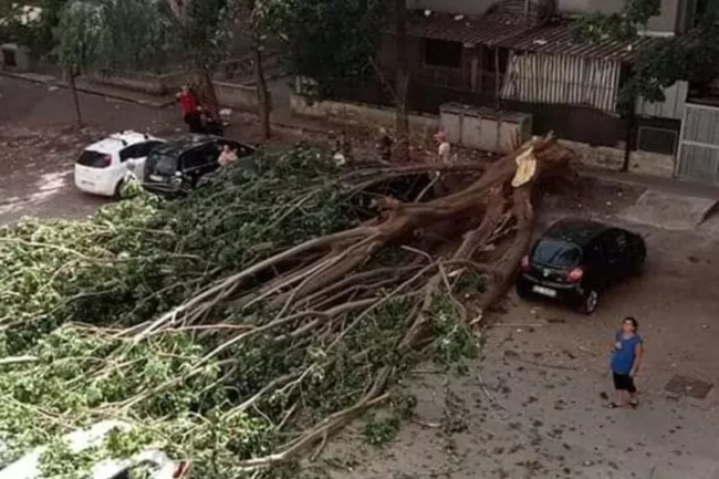 Palermo, grosso albero cade in via Cartagine e danneggia auto: i residenti chiedono interventi