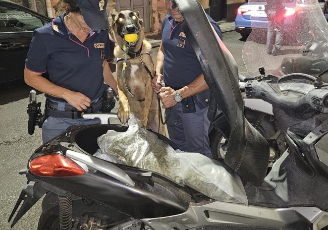 Cane antidroga “Maui” fiuta quasi 3 chili di marijuana nascosti in uno scooter: in manette 35enne catanese