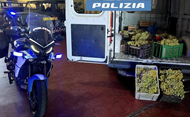 Catania, nel mirino venditori di frutta ambulanti sprovvisti di licenza: sequestrati oltre 700 kg d’uva