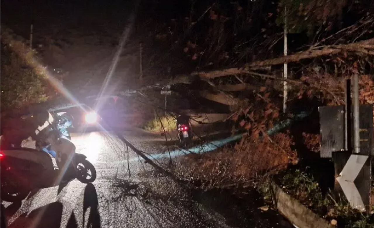 Ancora un albero caduto a Monreale. Protestano i cittadini