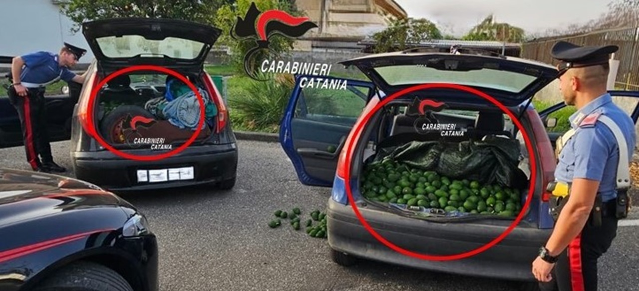 Denunciati ladri di avocado nel Catanese