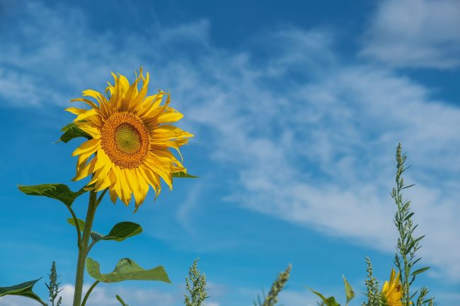 Torna a splendere il sole in Sicilia, Catania la provincia più calda: le PREVISIONI per domani