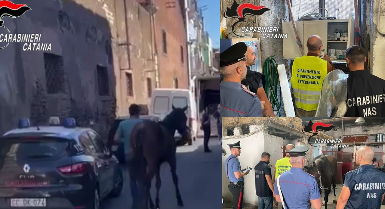 Catania, scoperta stalla abusiva gestita “in famiglia”: 4 denunce – VIDEO