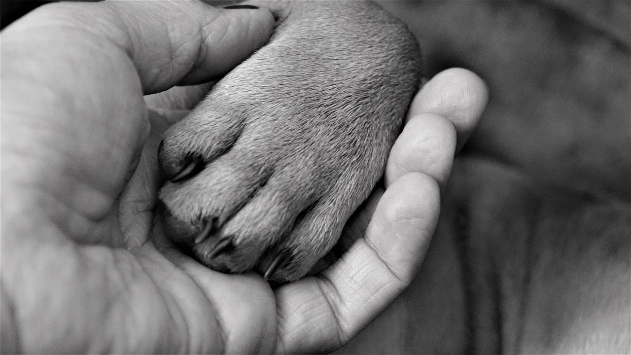 Cane ucciso a colpi di arma da fuoco nell’Agrigentino, taglia di 3mila euro sul responsabile