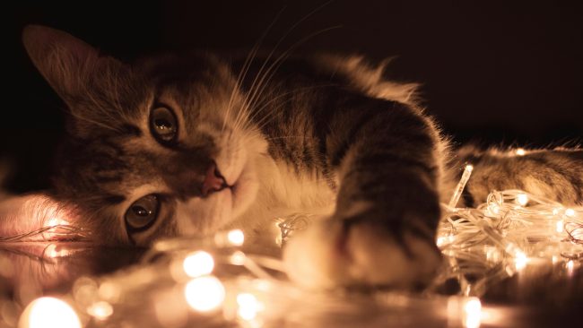 Gatto “eroe” salva la sua famiglia dalle fiamme e poi muore
