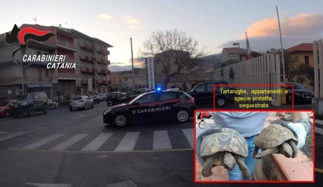 Non riesce a sfuggire al controllo dei carabinieri, arrestato: aveva con sé droga e tartarughe