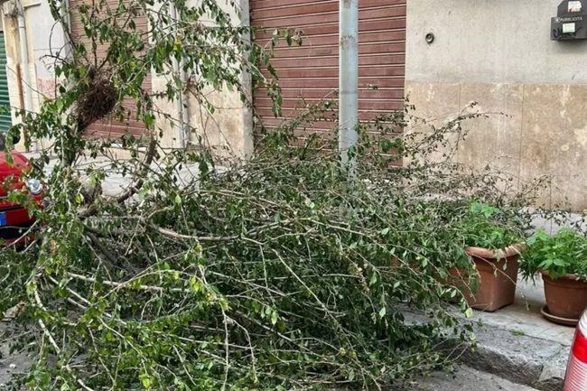 Albero caduto alla Zisa da oltre 24 ore e non rimosso: i residenti chiedono intervento